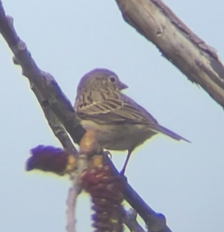 Vesper Sparrow - ML633175911