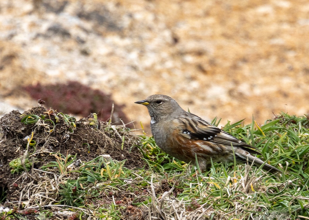 Alpine Accentor - ML633176024