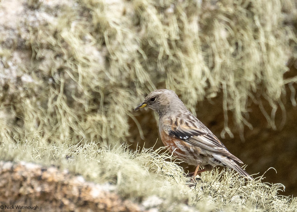 Alpine Accentor - ML633176025