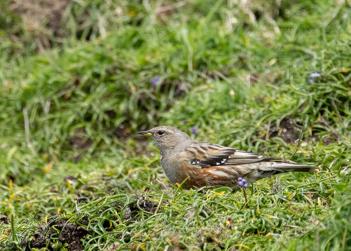 Alpine Accentor - ML633176027