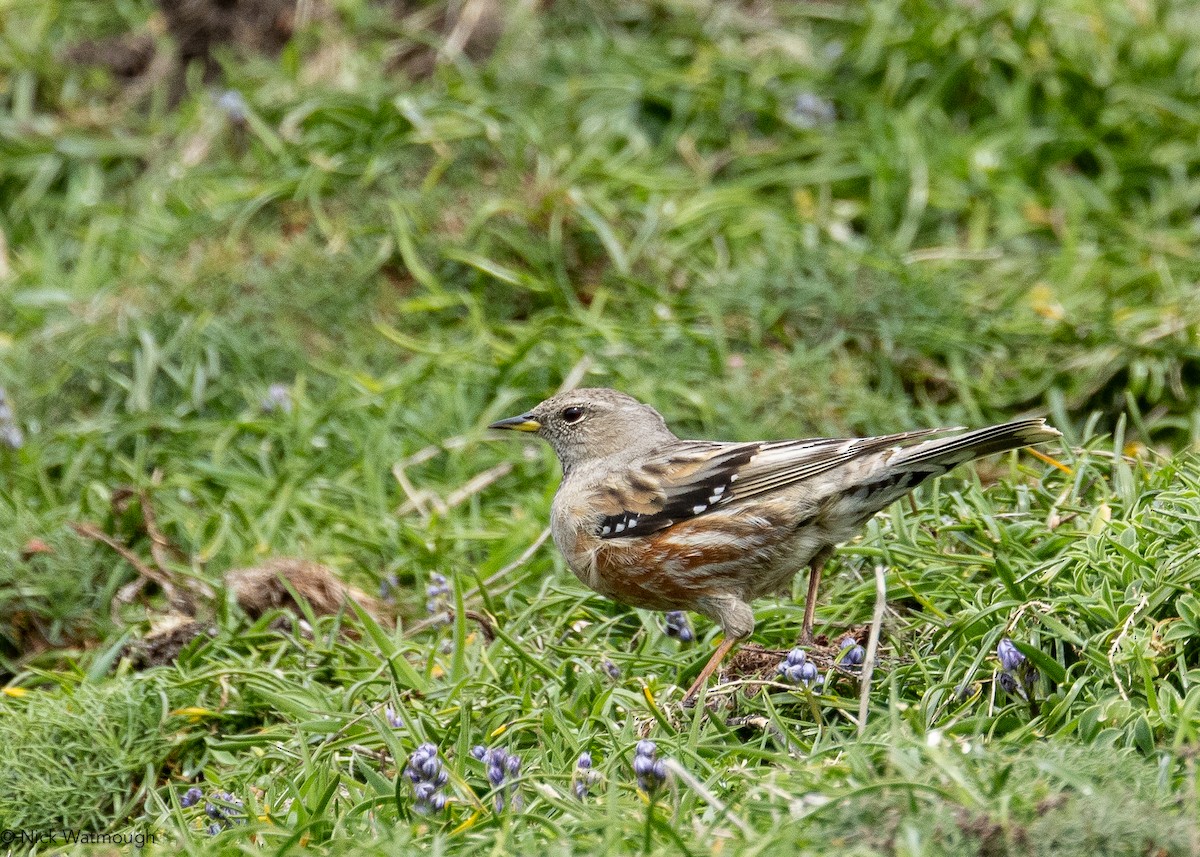 Alpine Accentor - ML633176028