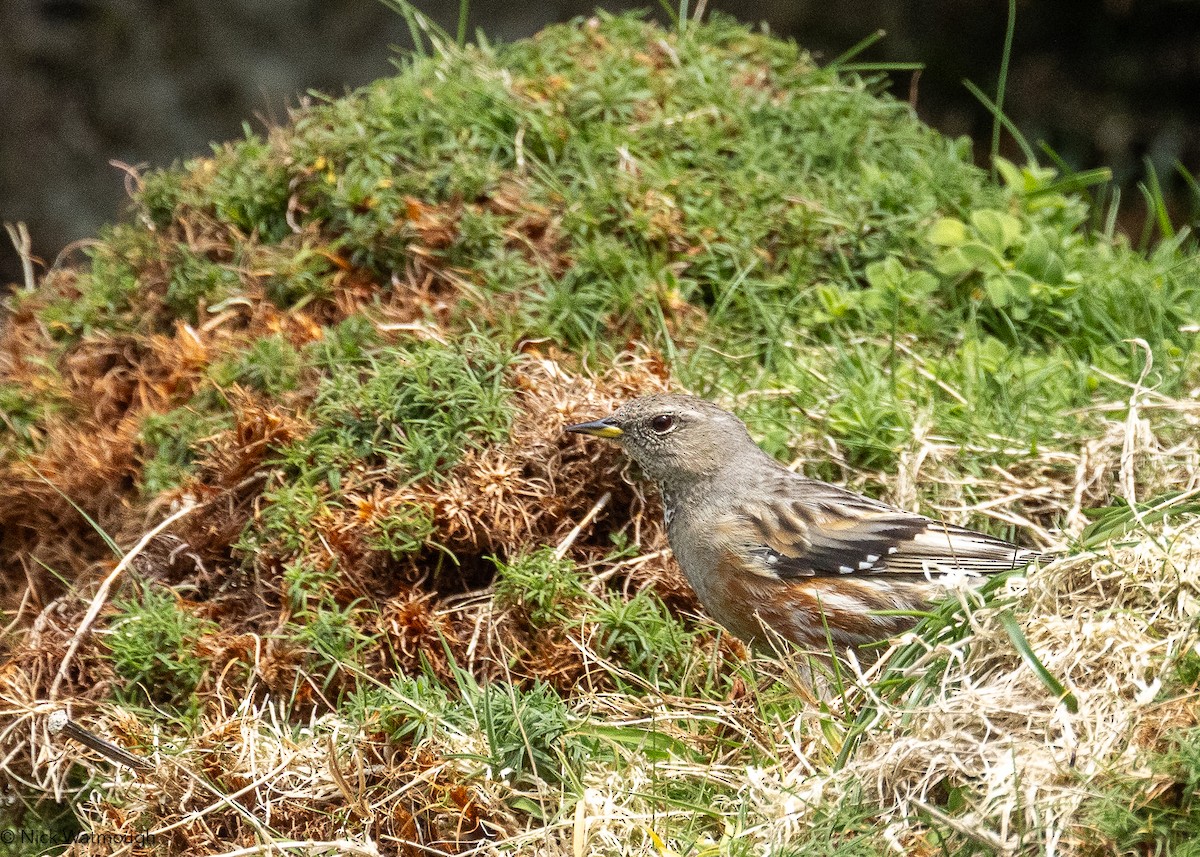 Alpine Accentor - ML633176030