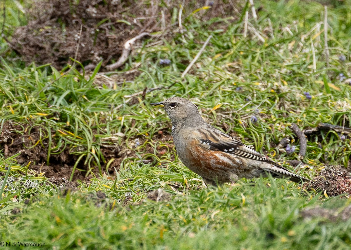 Alpine Accentor - ML633176031