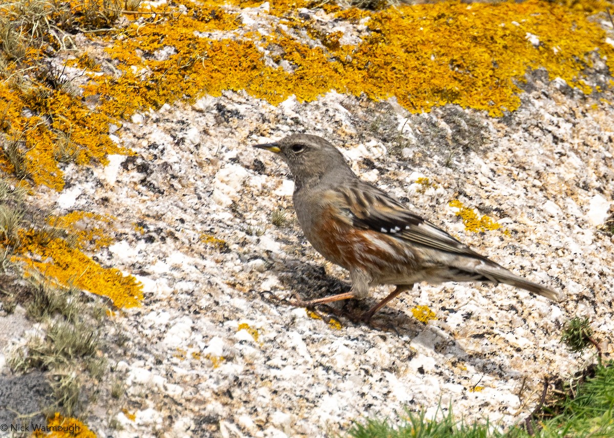 Alpine Accentor - ML633176032