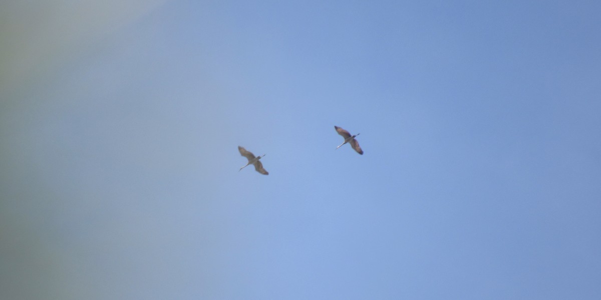 Sandhill Crane - ML633176165