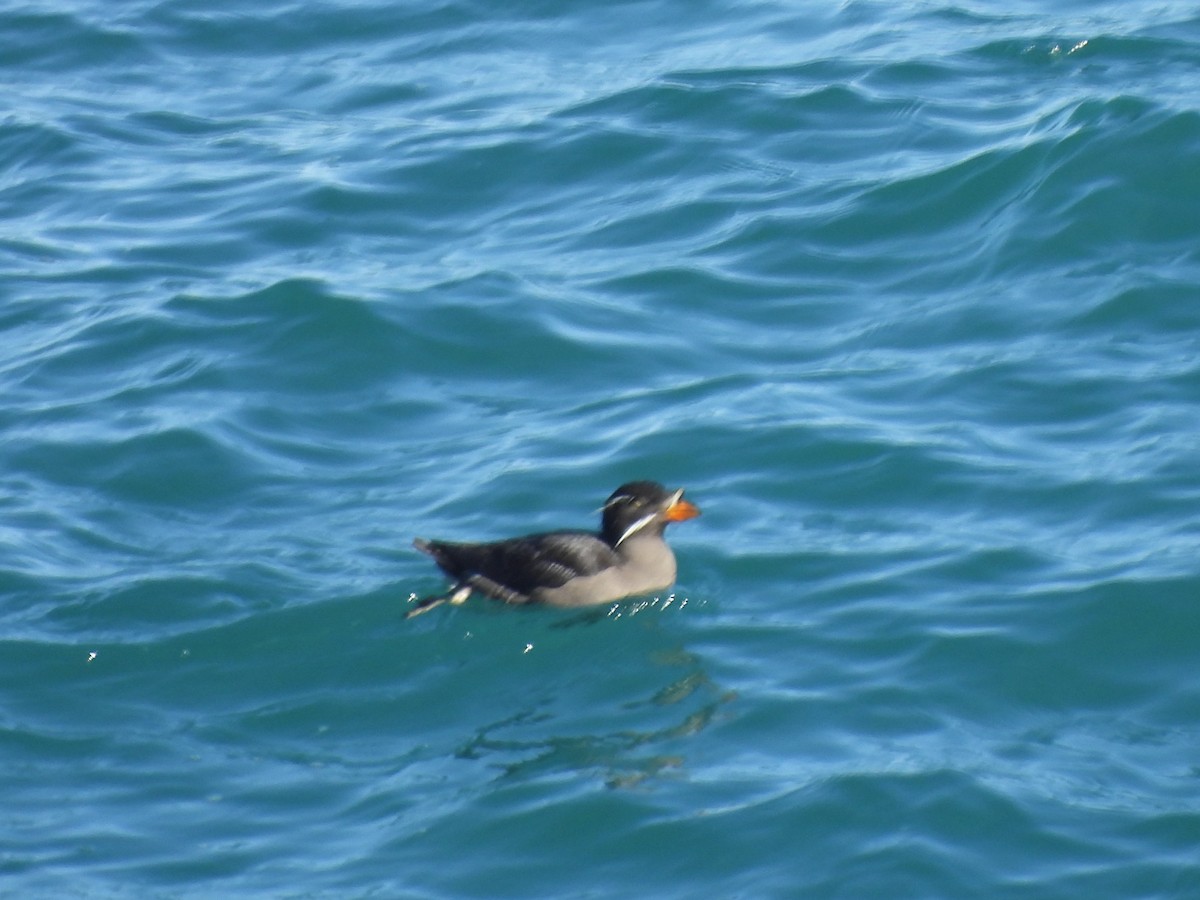 Rhinoceros Auklet - Chris Fichtel