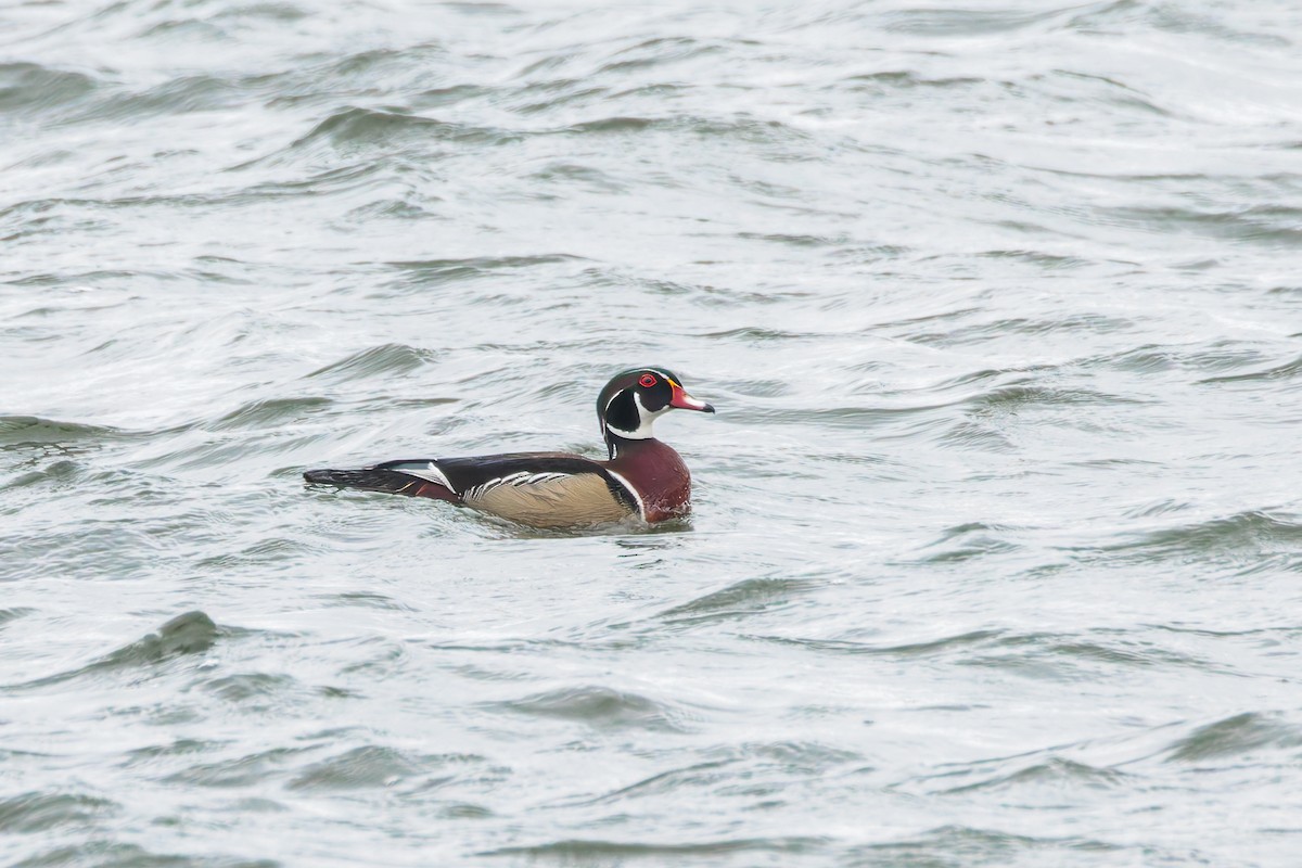 Wood Duck - ML633177484