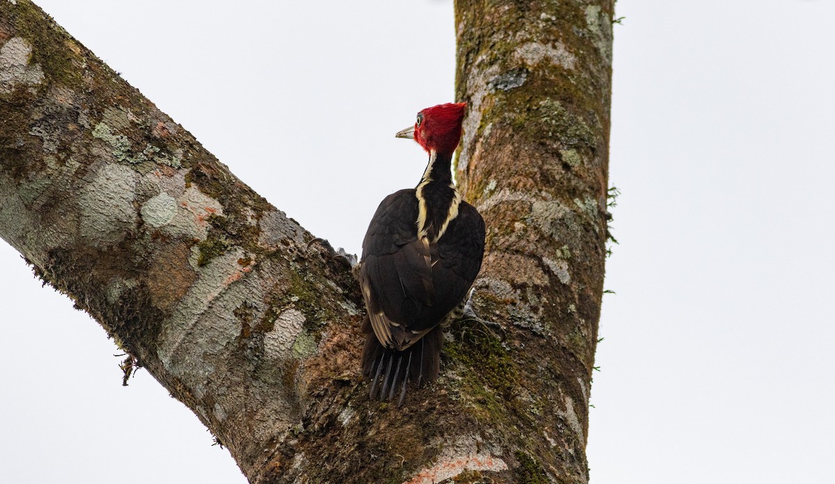 Pale-billed Woodpecker - Mészáros József