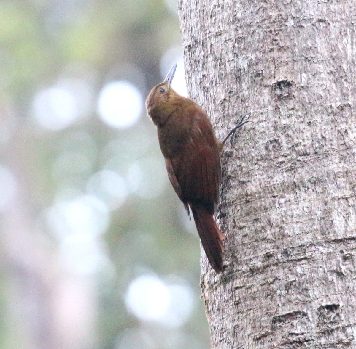 Tyrannine Woodcreeper - ML633177795
