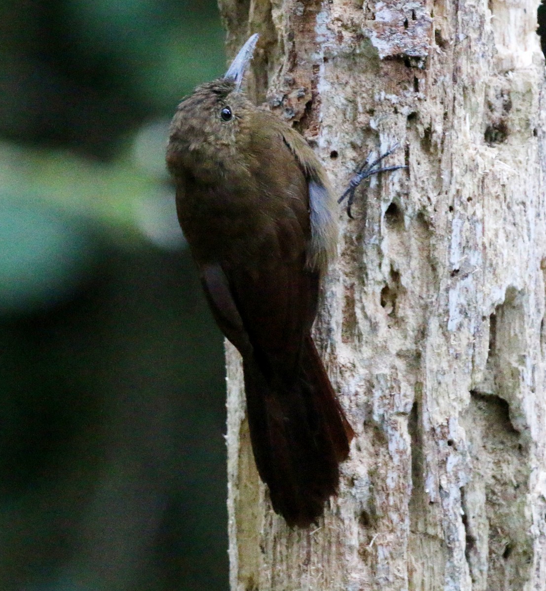 Tyrannine Woodcreeper - Feliciano Lumini