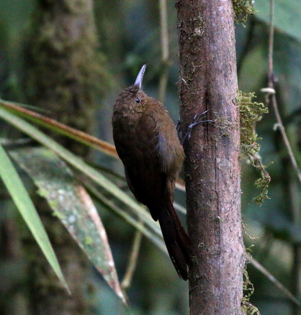 Tyrannine Woodcreeper - ML633177798