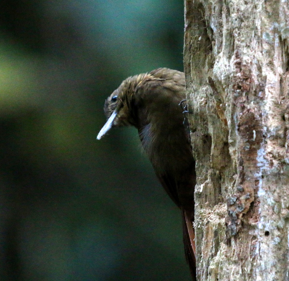 Tyrannine Woodcreeper - ML633177800