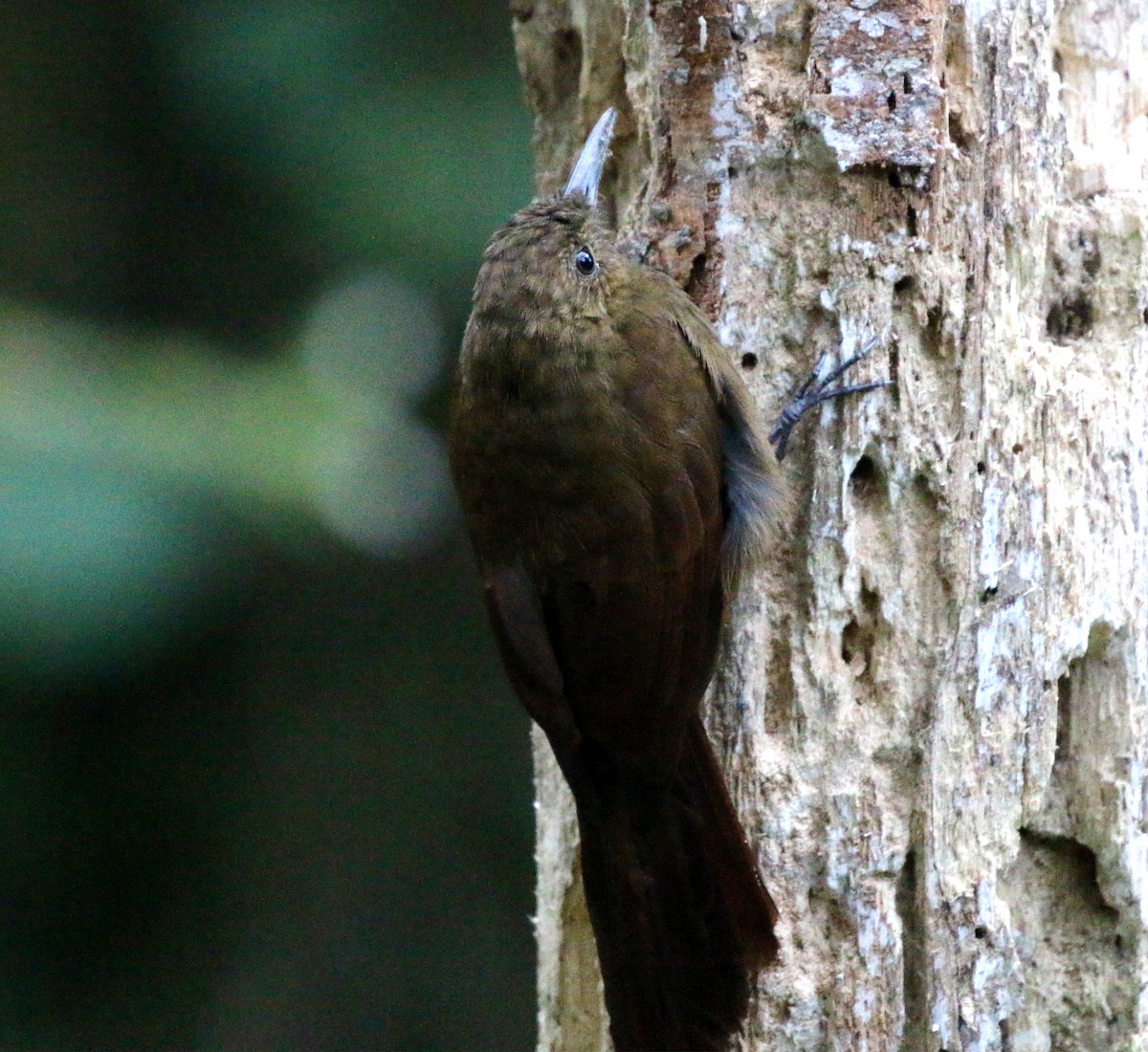 Tyrannine Woodcreeper - ML633177801