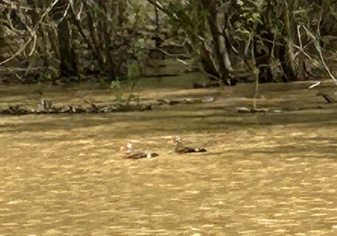 Black-bellied Whistling-Duck - ML633177805