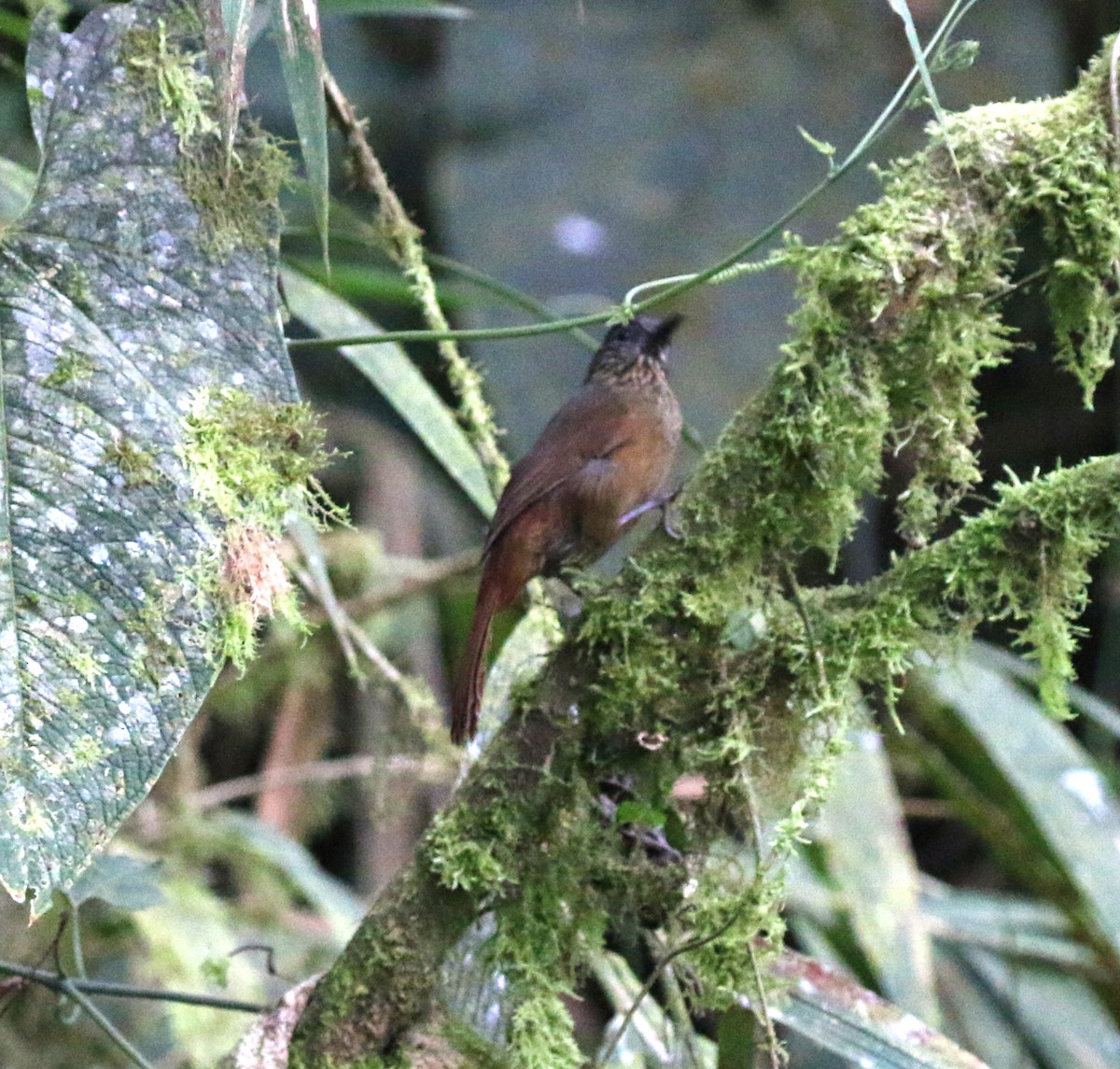 Streak-capped Treehunter - ML633177906