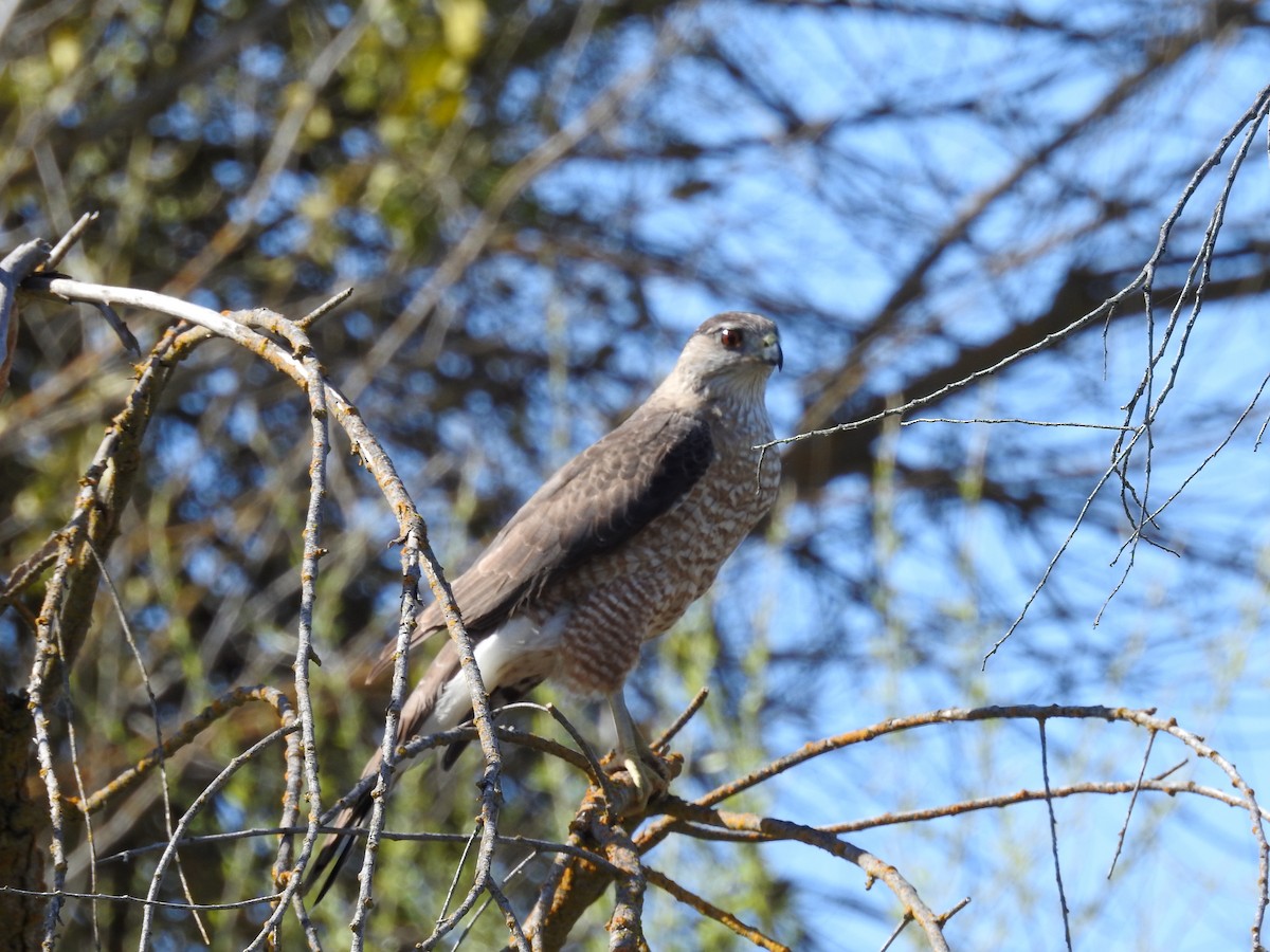 Cooper's Hawk - ML633177914