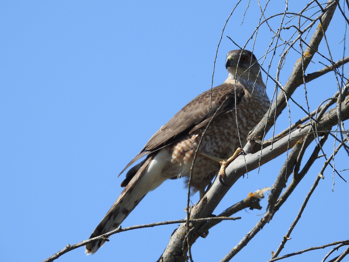 Cooper's Hawk - ML633177923