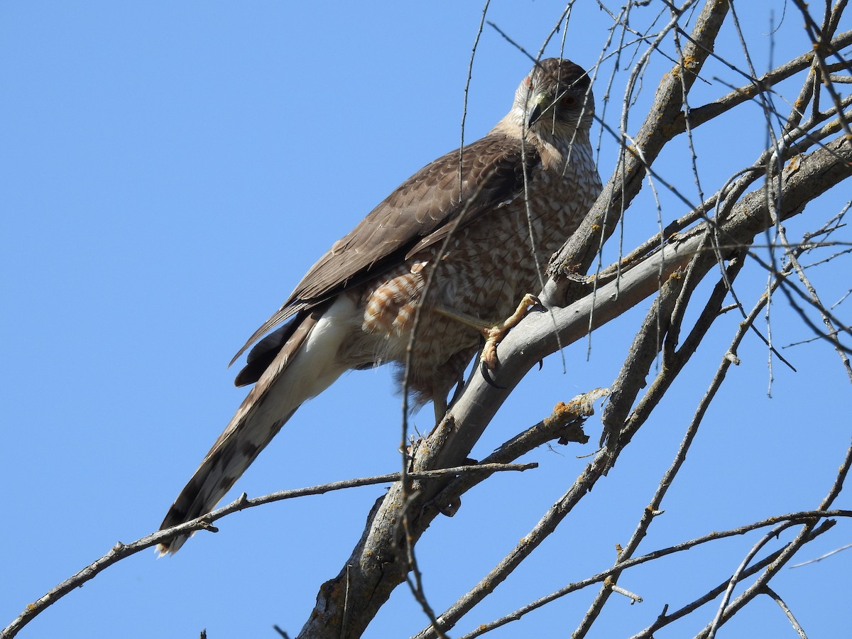 Cooper's Hawk - ML633177924