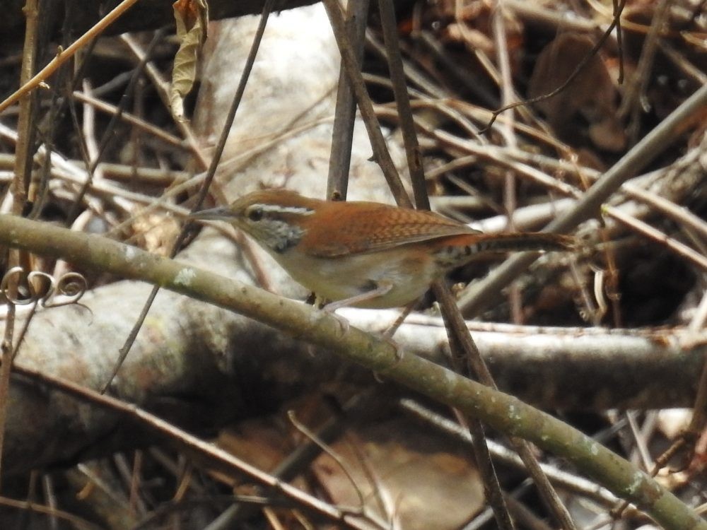 Rufous-and-white Wren - Fernando Nunes