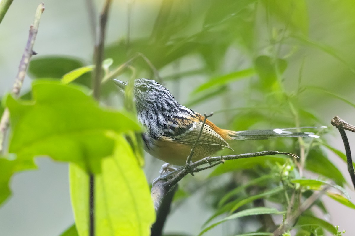 Klages's Antbird - ML633178095