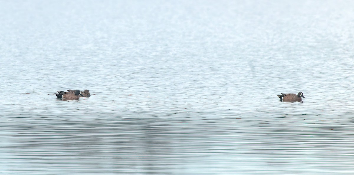 Blue-winged Teal - ML633178174