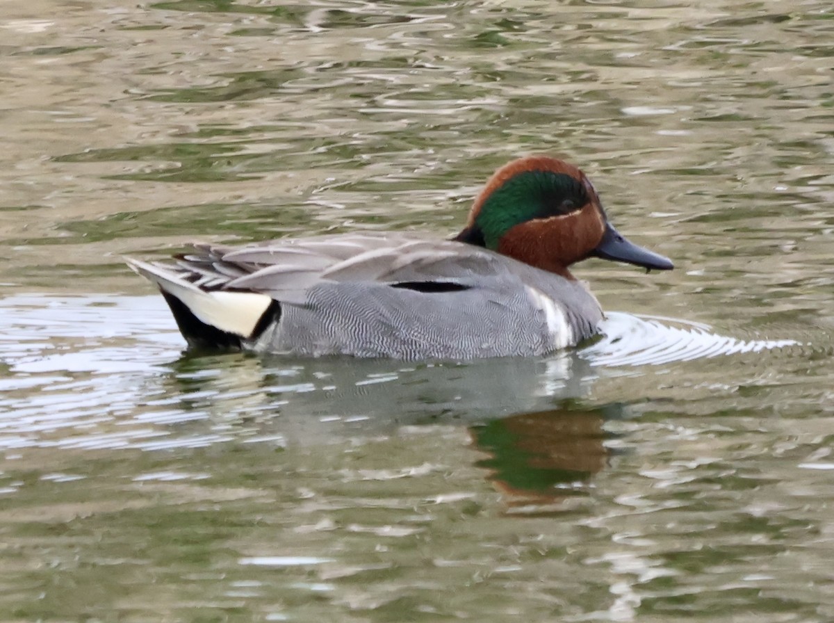 Халбага нугас - ML633178176