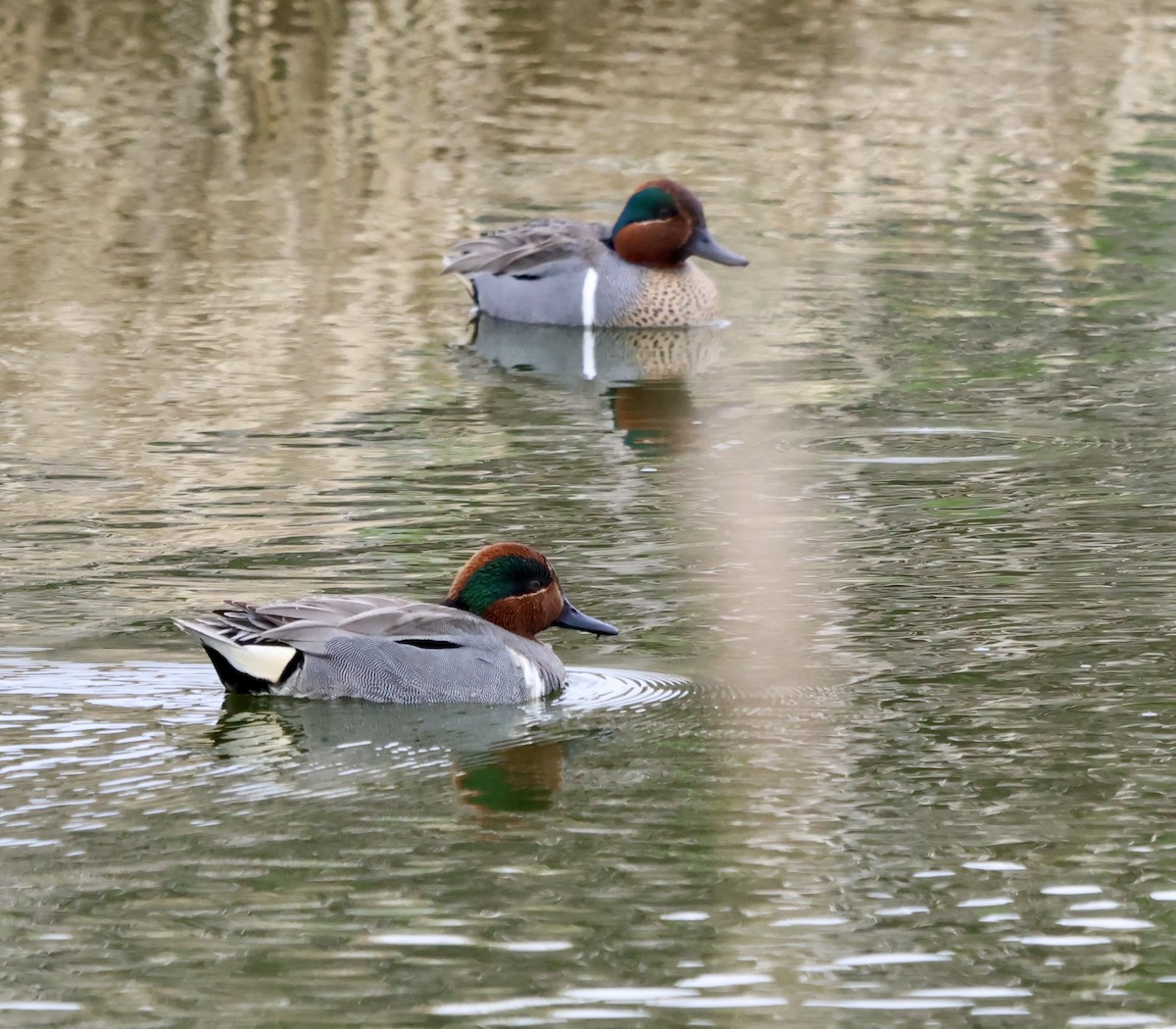 Халбага нугас - ML633178177