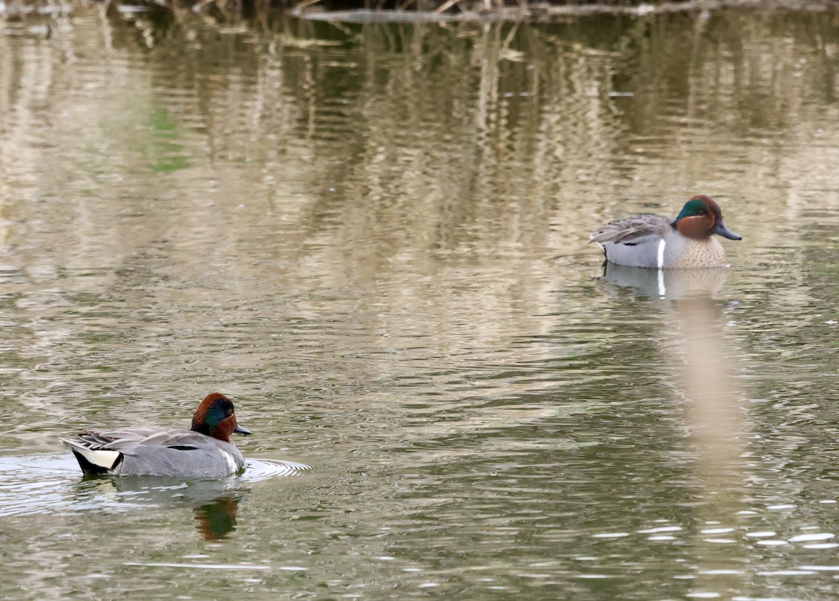 Халбага нугас - ML633178178