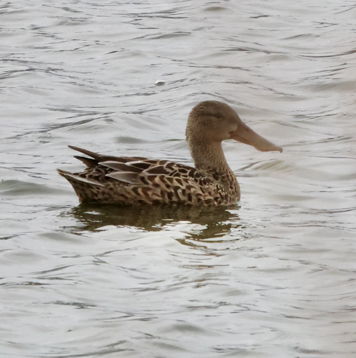 Халбага нугас - ML633178287