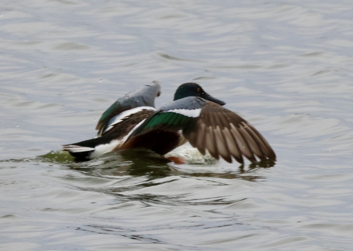 Халбага нугас - ML633178305