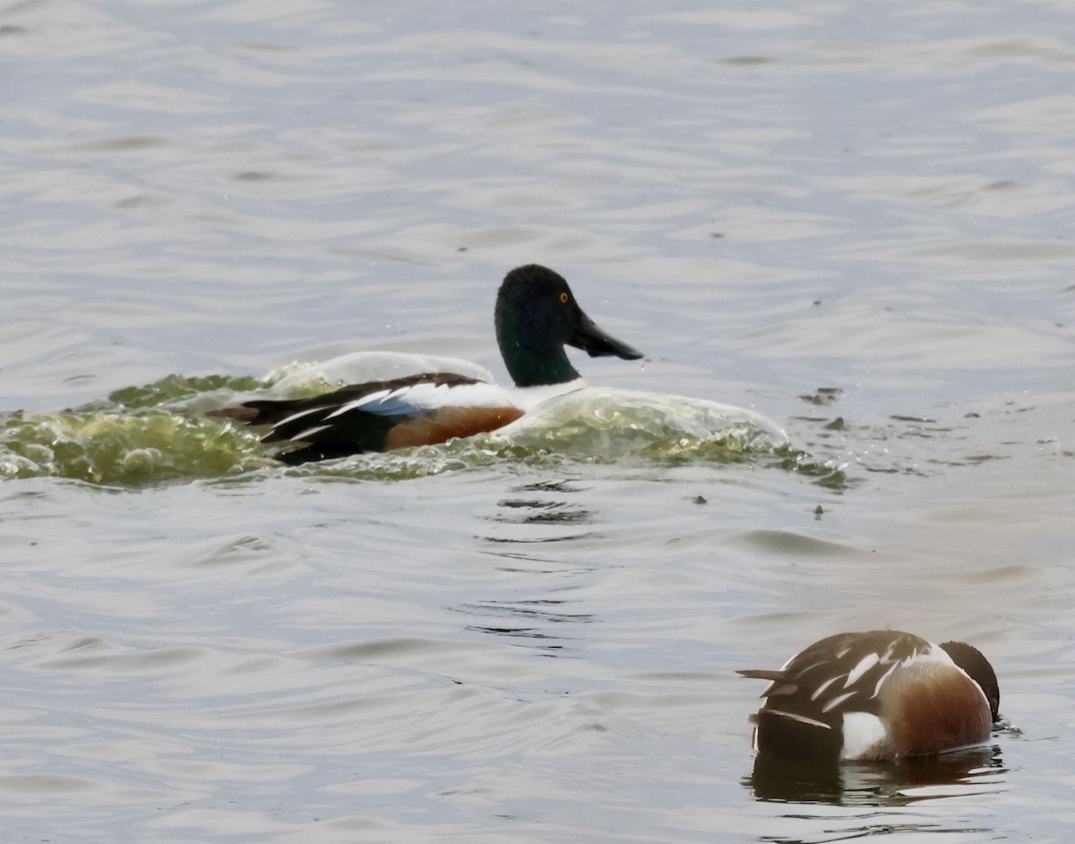 Халбага нугас - ML633178307