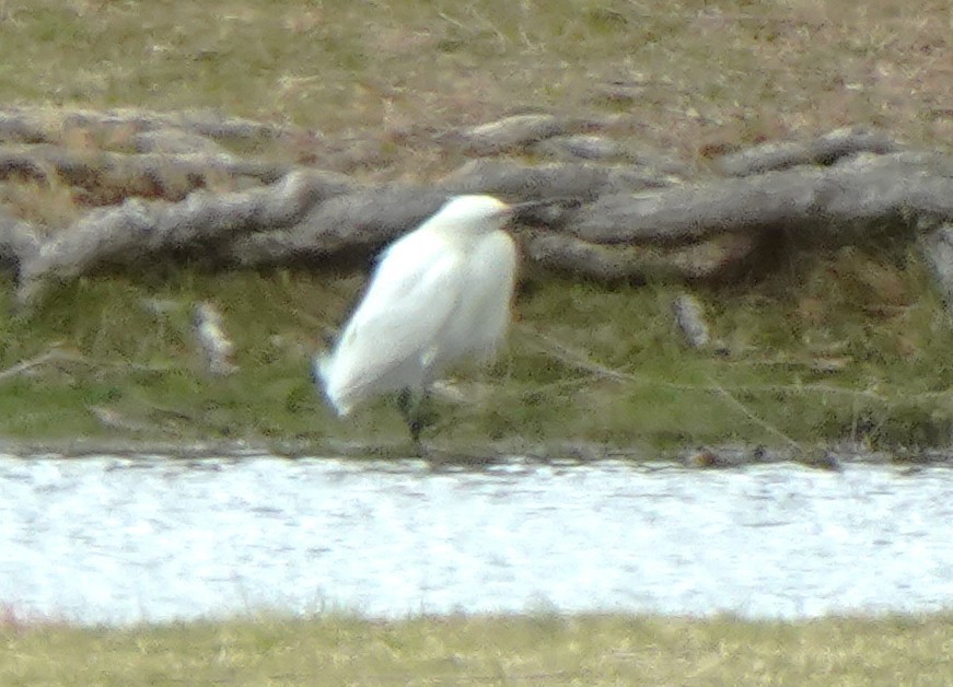 Snowy Egret - ML633178309