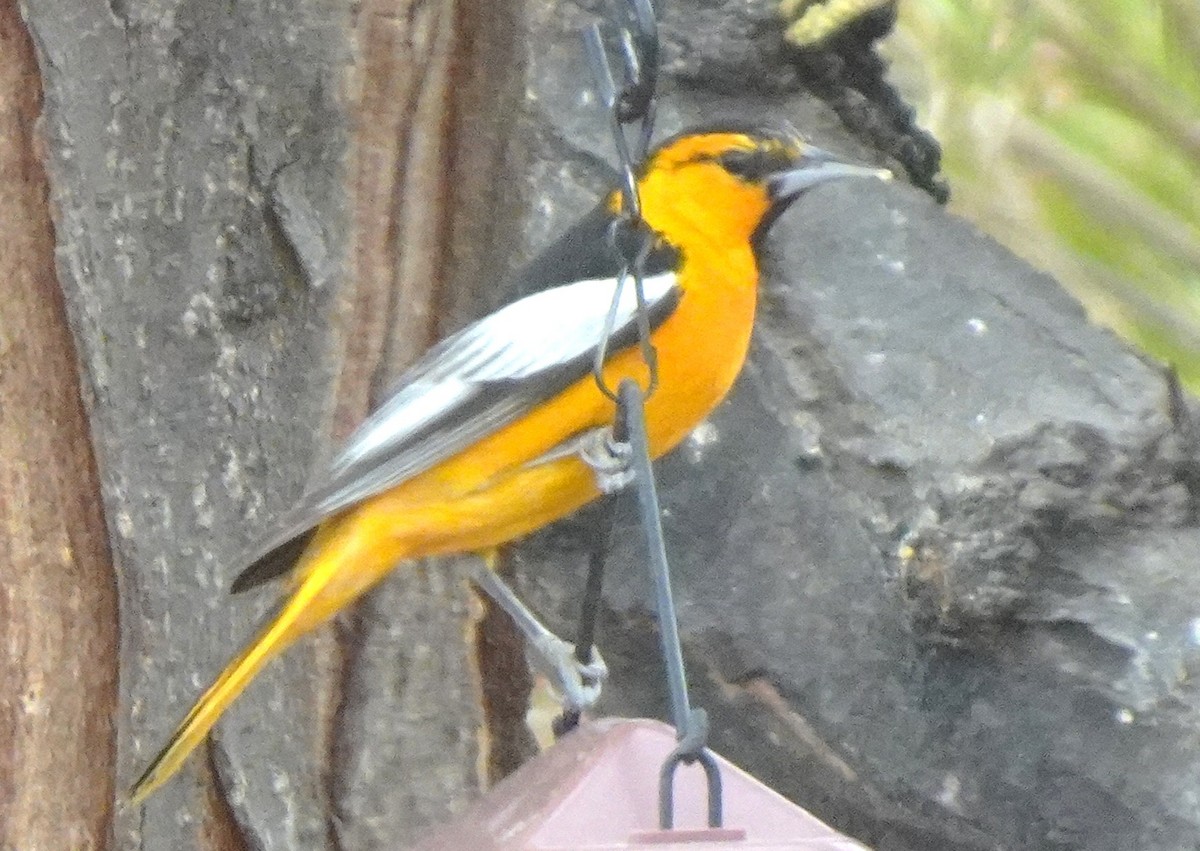 Bullock's Oriole - ML633178320