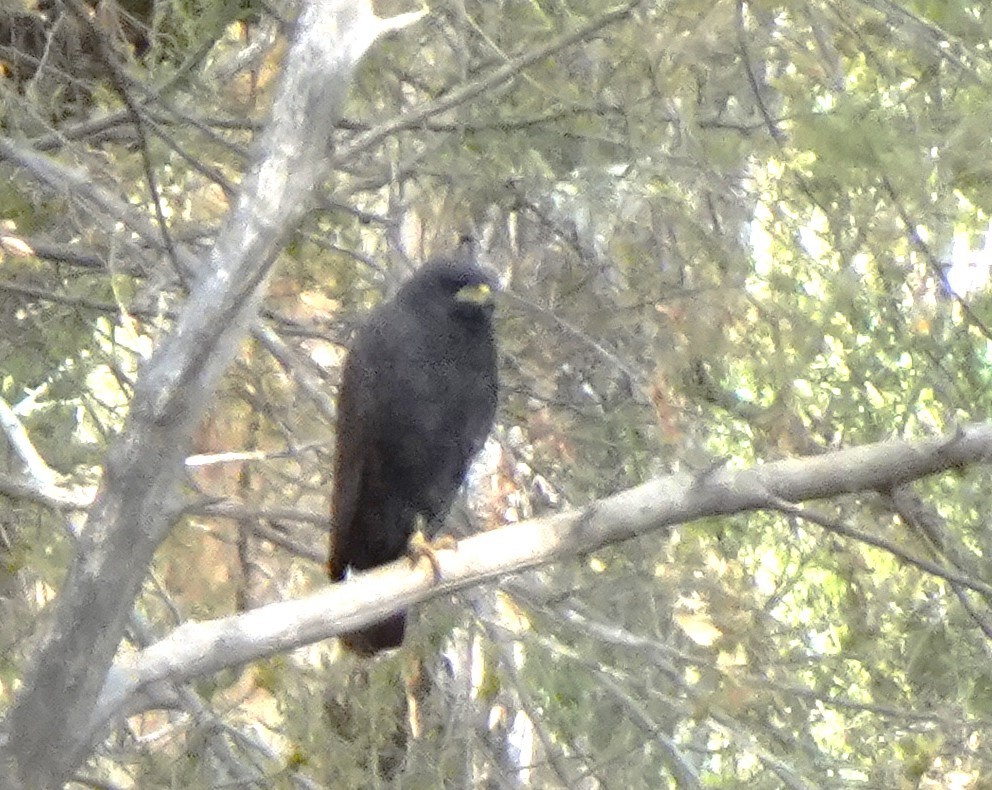 Common Black Hawk - ML633178369