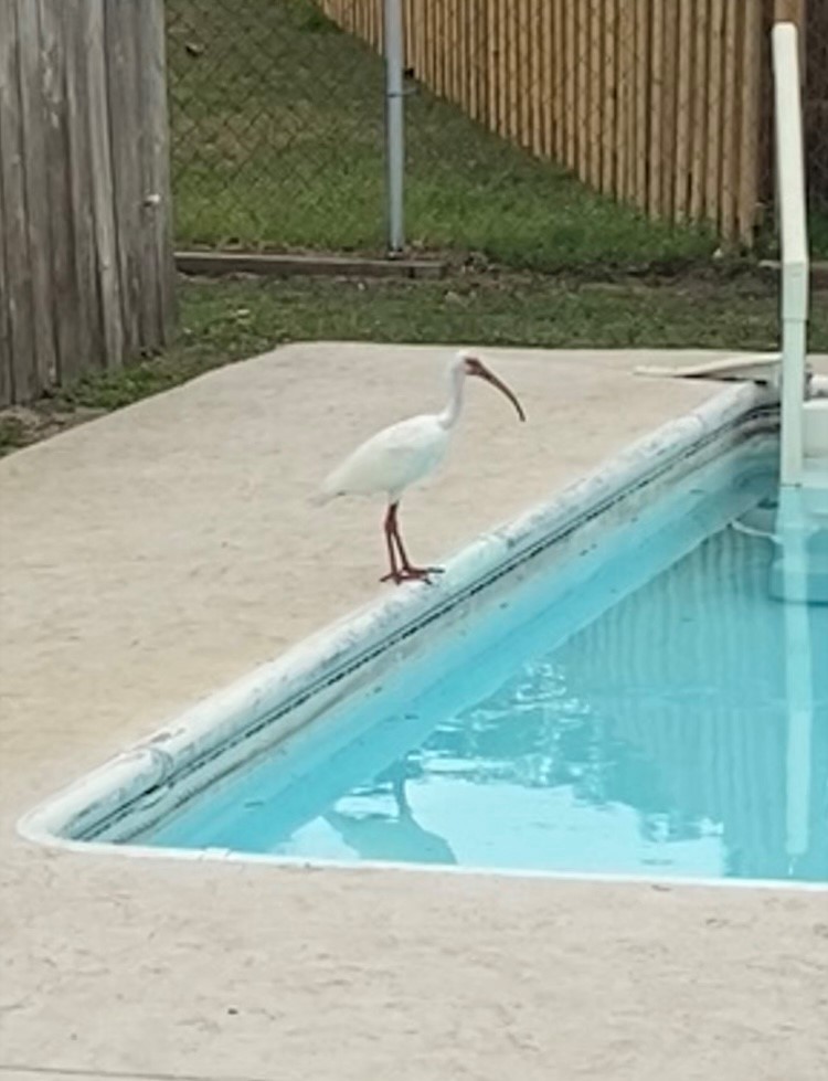 White Ibis - ML633178448