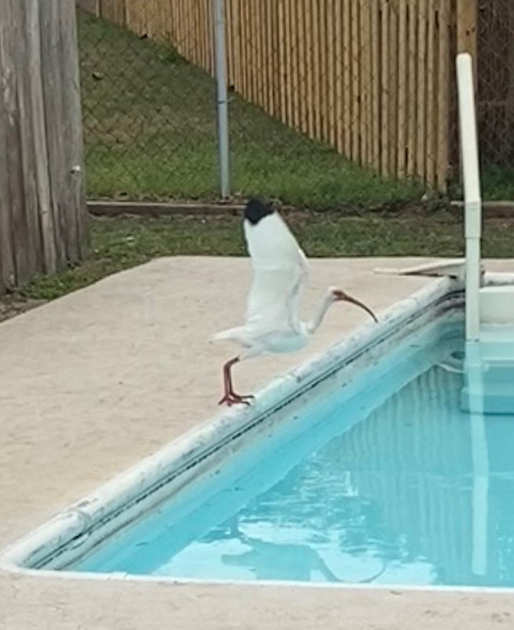 White Ibis - ML633178489