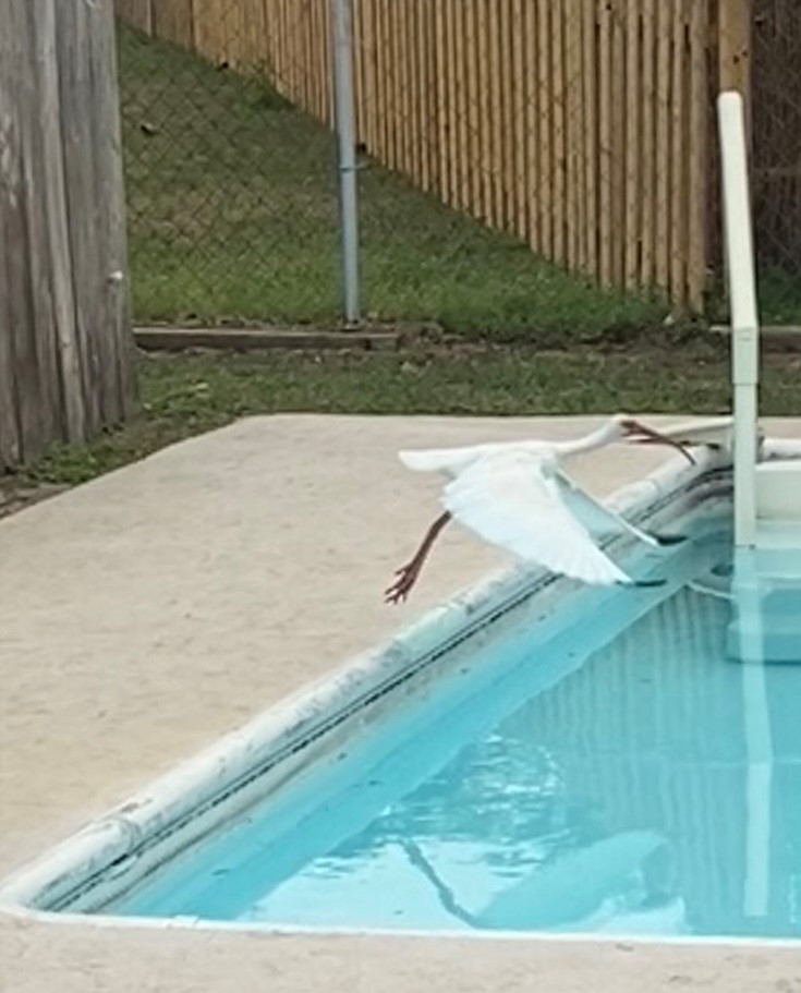 White Ibis - ML633178491