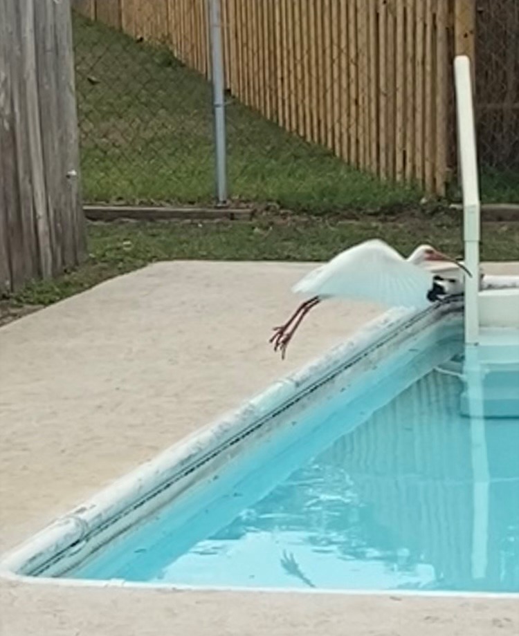 White Ibis - ML633178493