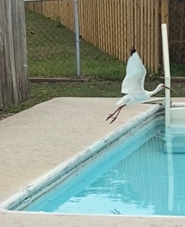White Ibis - ML633178495