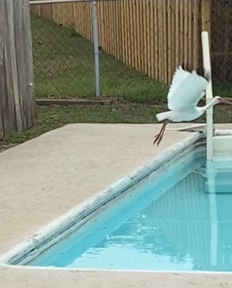 White Ibis - ML633178496