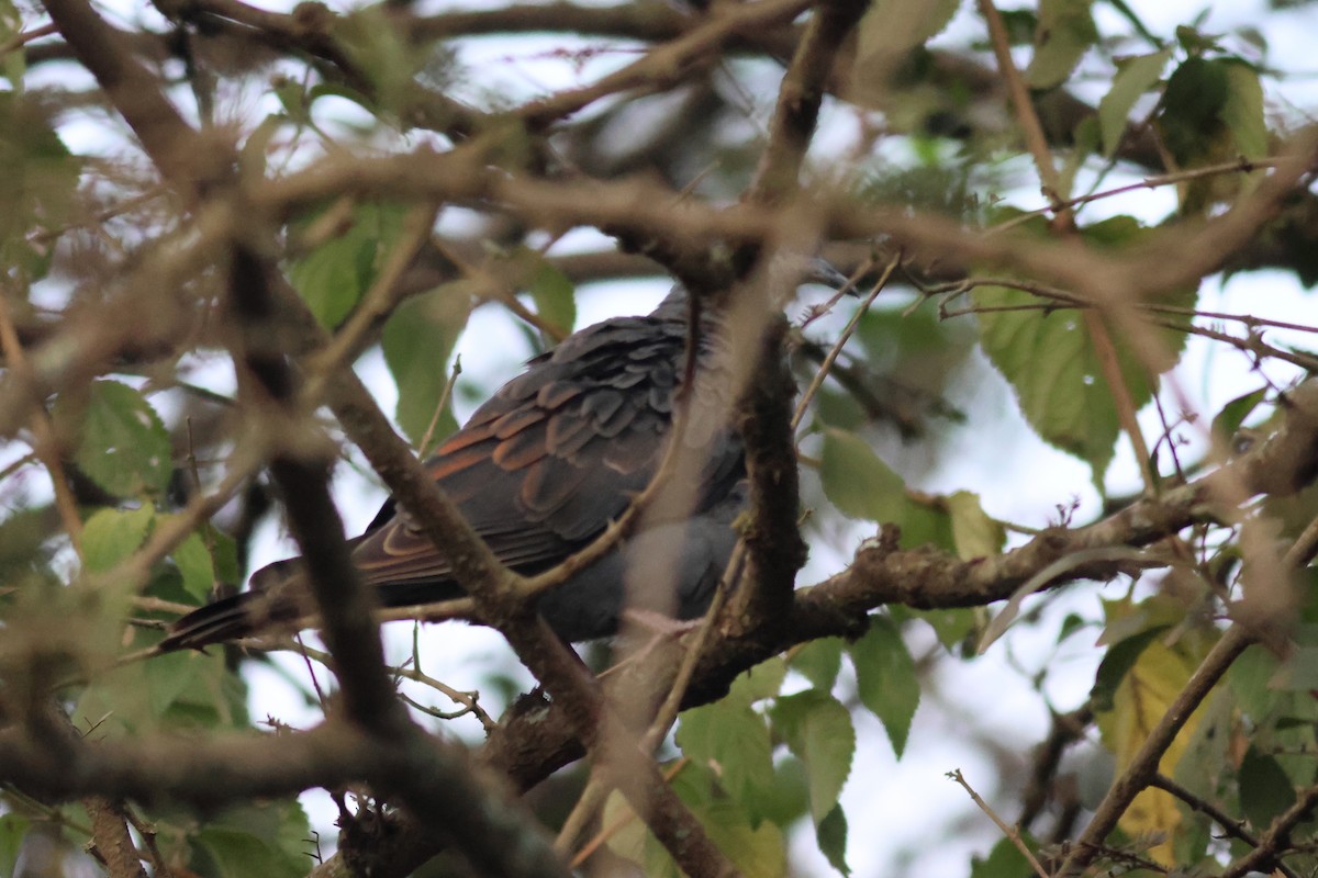 Dusky Turtle-Dove - ML633178589