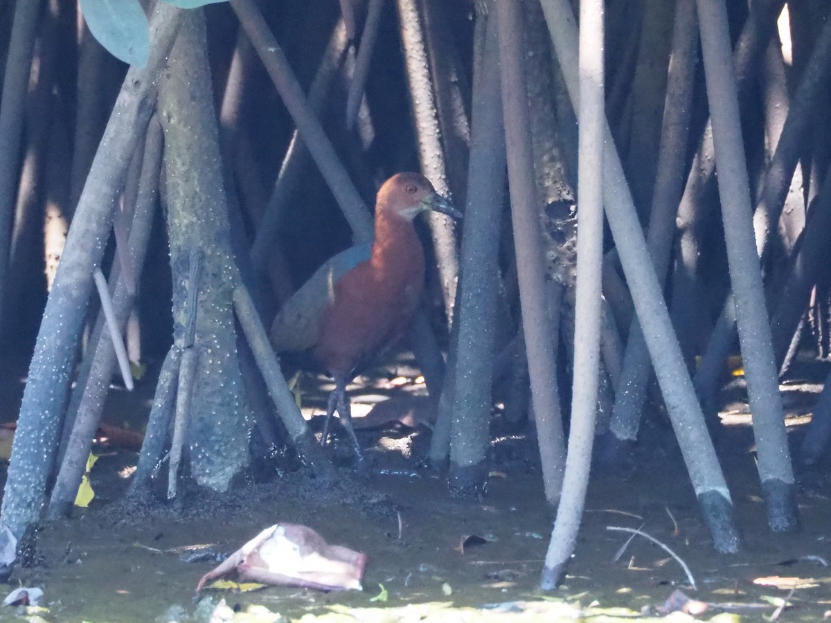 chřástal rezavokrký - ML633178613