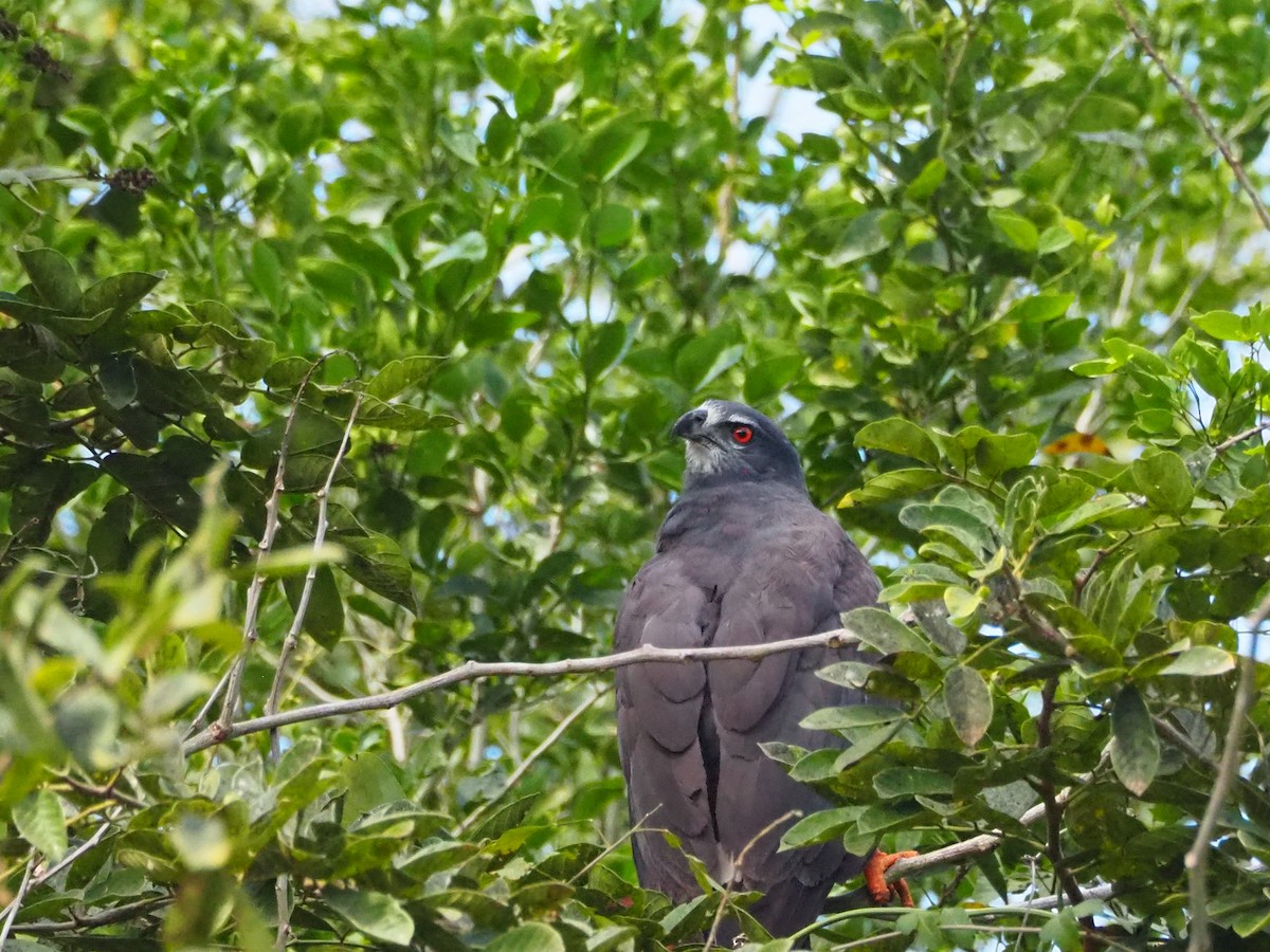 káně dlouhonohá - ML633178618