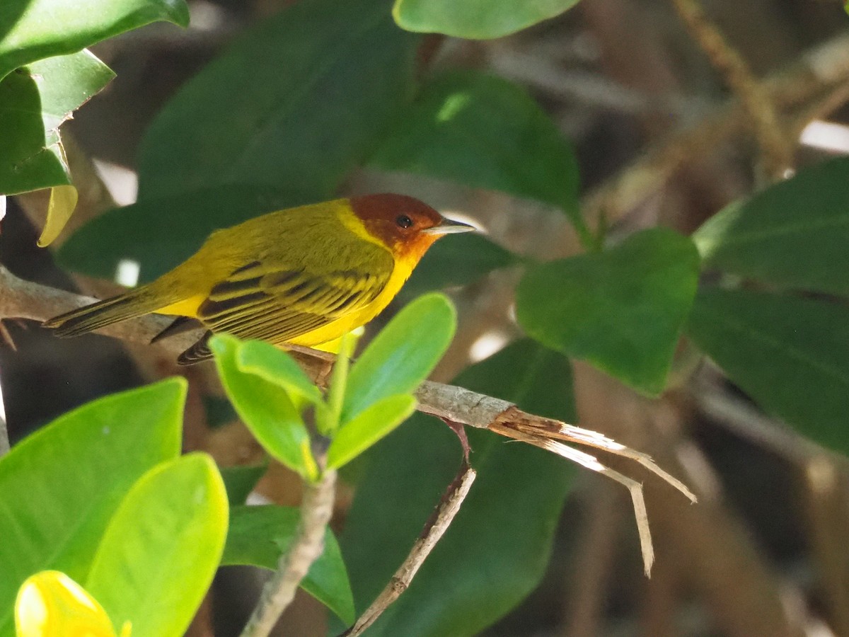 lesňáček žlutý [skupina castaneiceps] - ML633178633