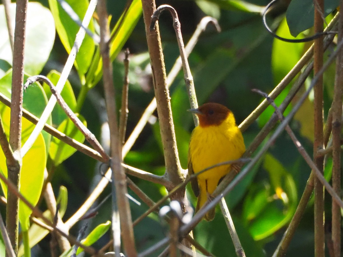 lesňáček žlutý [skupina castaneiceps] - ML633178634