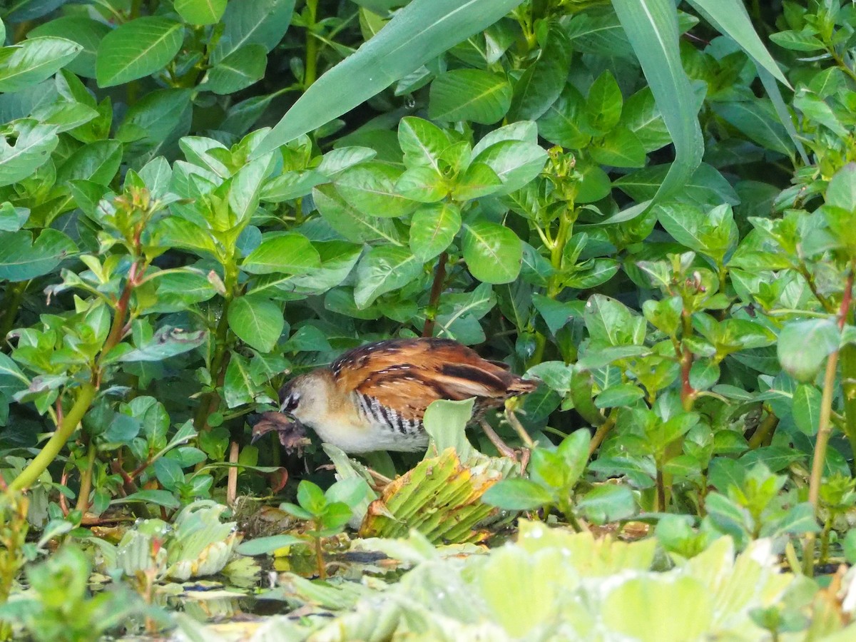 chřástal žlutoprsý - ML633178681