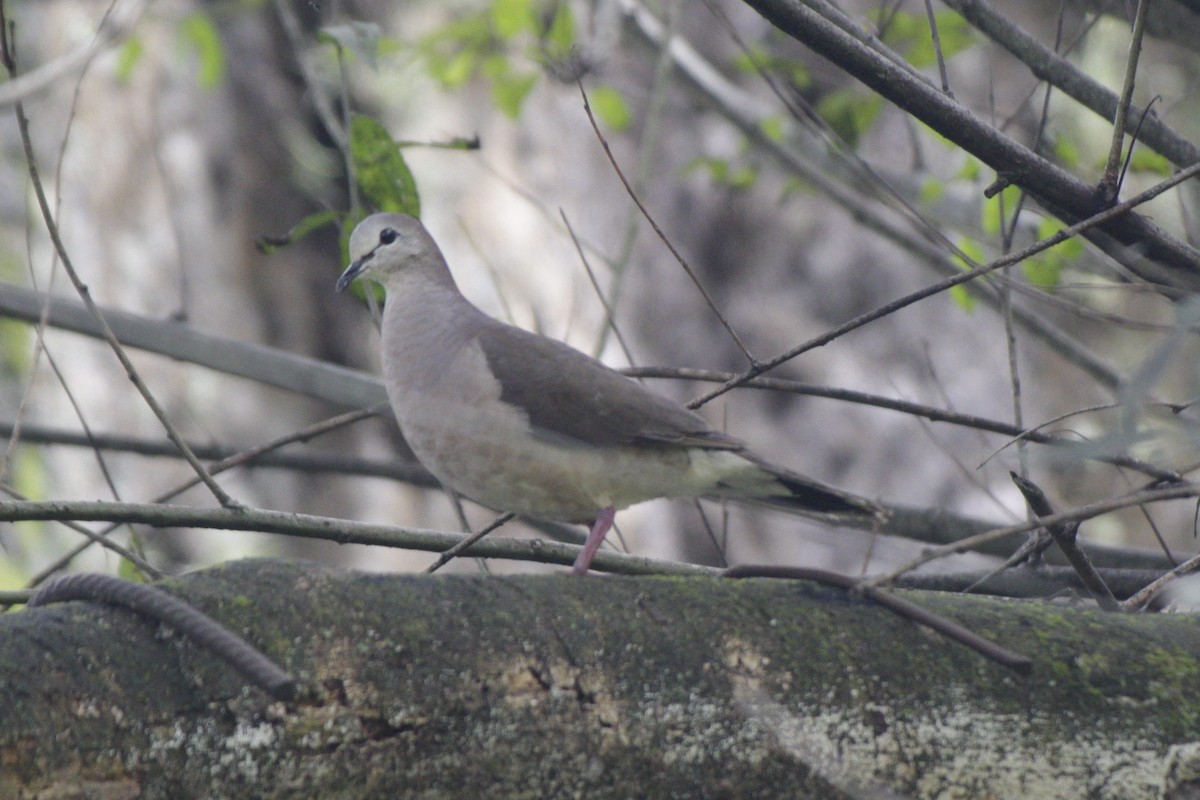 Large-tailed Dove - ML633178775