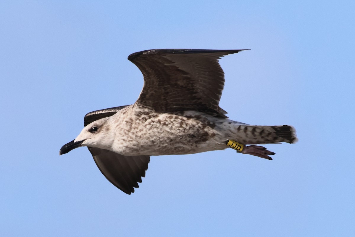 Yellow-legged Gull - ML633178788