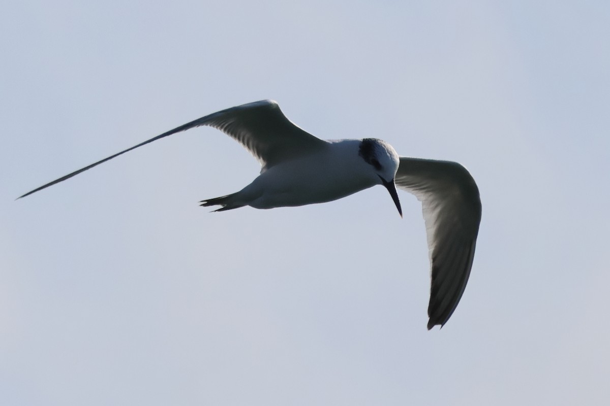 Sandwich Tern - ML633178798
