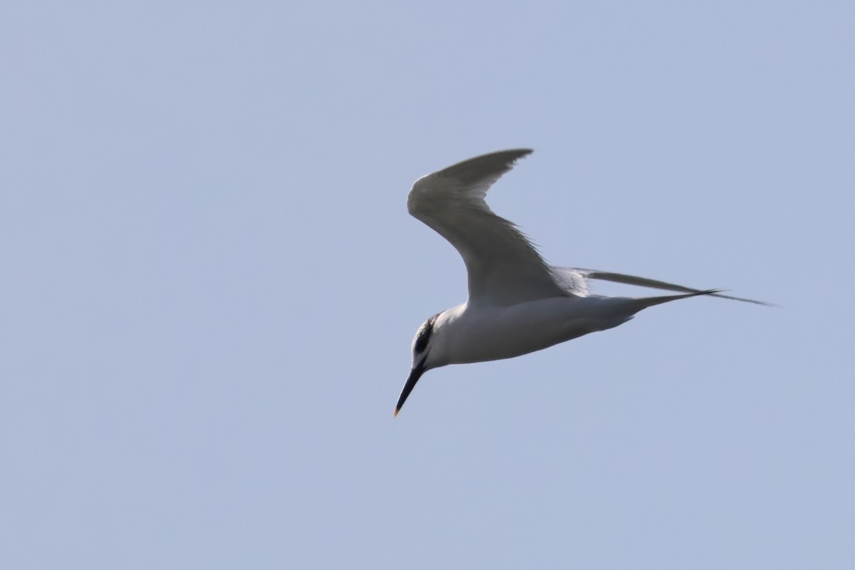 Sandwich Tern - ML633178799